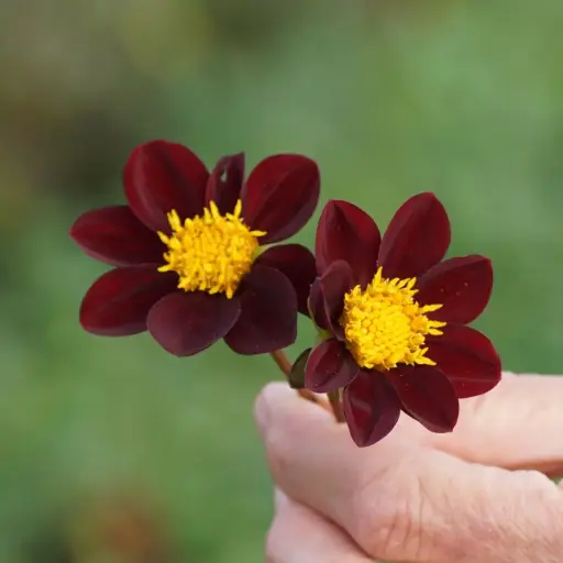 [B1036] Dahlia Mexican Star - BIO