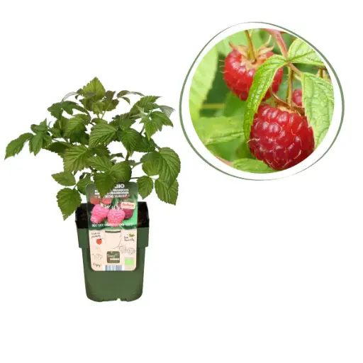 [F1010] Framboos Struik - BIO