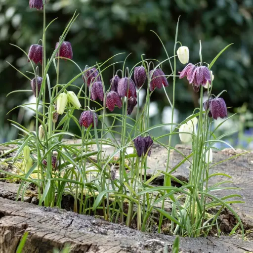 [A9026] Fritillaire Pintade - Fritillaria Meleagris - BIO