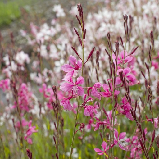 [B8050] Gaura Gambit Rose - Prachtkaars - BIO