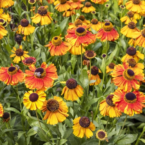 [B8051] Helenium Sahins Early Flowerer - Zonnekruid - BIO