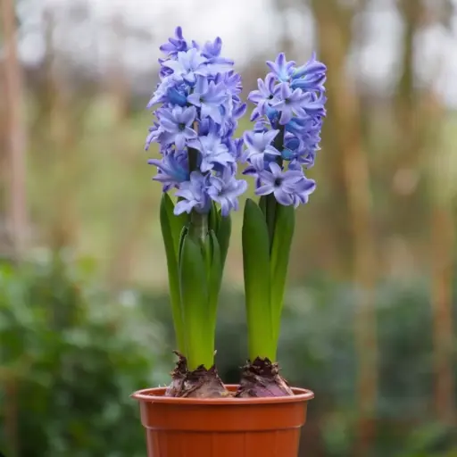 [P1003] Jacinthe Bleu de Delft en Pot - BIO