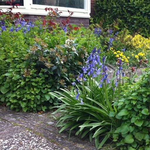 [A9002] Spaanse Boshyacint - Hyacinthoïdes Hisp. Blauw - BIO
