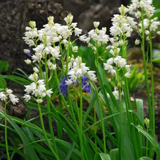 [A9003] Jacinthe d'Espagne - Hyacinthoïdes Hisp. blanc - BIO