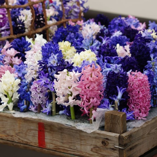 [A4004] Hyacinthus Mélange - BIO