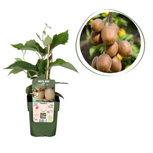 [F1009] Kiwiplant Jenny - BIO