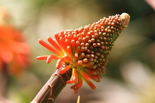 [X8019] Kniphofia uvaria - BIO