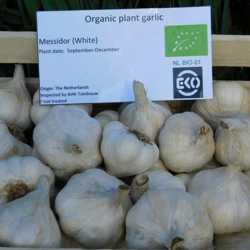 [A9059] Knoflook Messidor - BIO