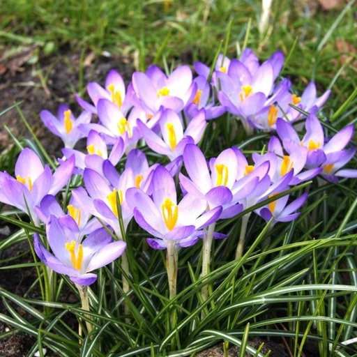 [A2102] Krokus tommasinianus Barrs Purple - BIO