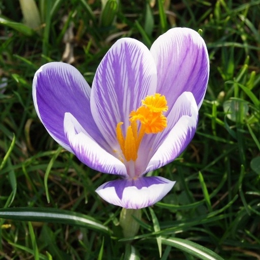 [A2005] Crocus vernus King of Striped - BIO
