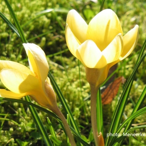 [A2106] Crocus chrysanthus Romance - BIO