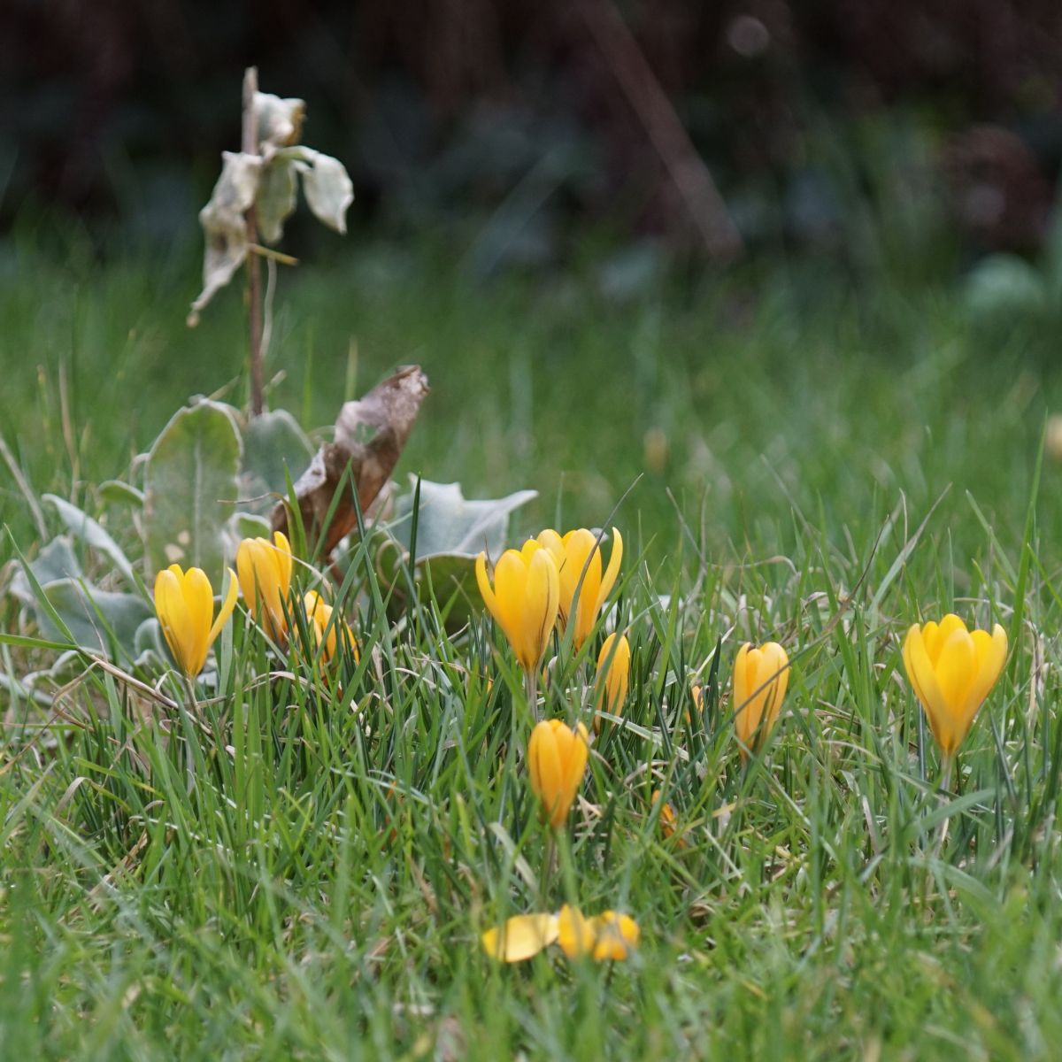 [A2003] Crocus flavus Golden Yellow - BIO