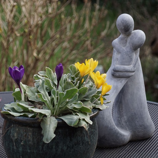 [A2003] Krokus Golden Yellow - BIO