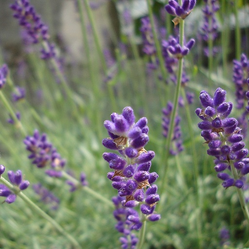 [X8020] Echte Lavendel - Lavandula angustifolia Hidcote - BIO