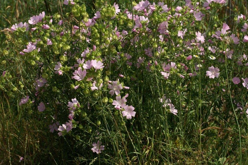 [X8024] Malva Moschata Alba - BIO