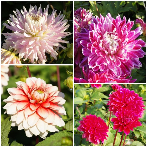 [B1093] Dahlia Recette de Maman Rouge-Rose 4 ST - BIO
