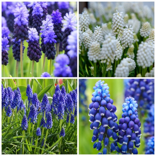 [A9035] Blauwe Druifjes - Muscari Mix Blauw-Wit - BIO