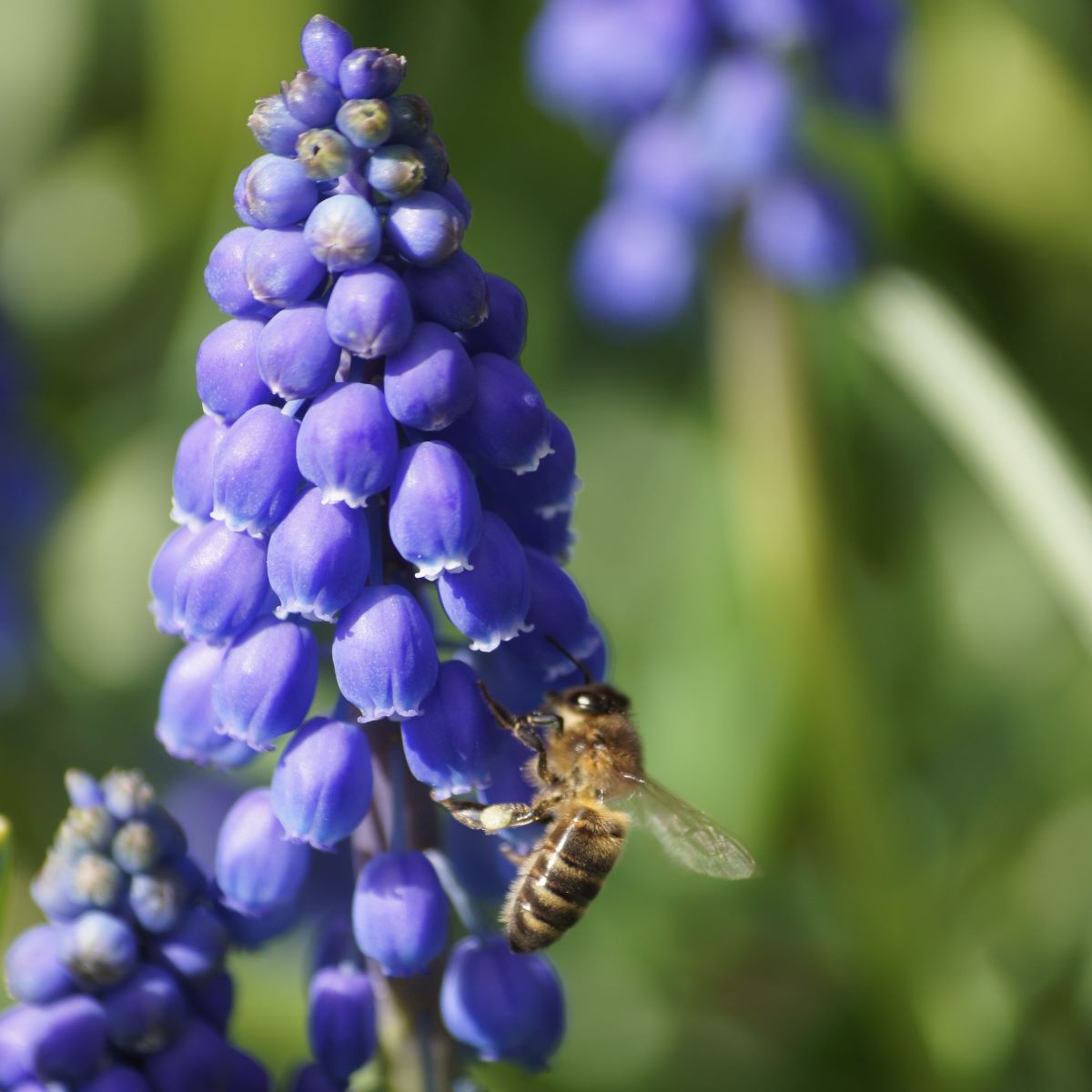 [A9001] Blauw Druifje - Muscari Armeniacum - BIO