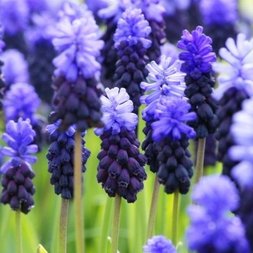 [A9023] Brede Druifhyacint - Muscari Latifolium - BIO 