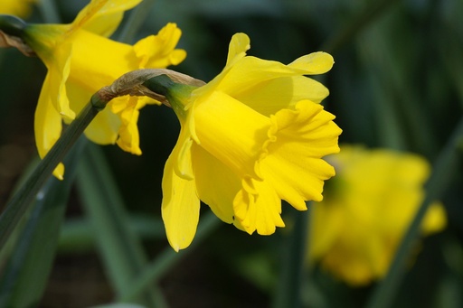 [A3021] Jonquille - Narcisse Dutch Master - BIO