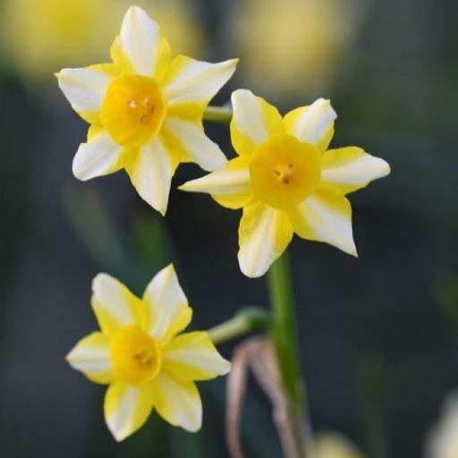 [A3024] Narcissus New Baby - BIO
