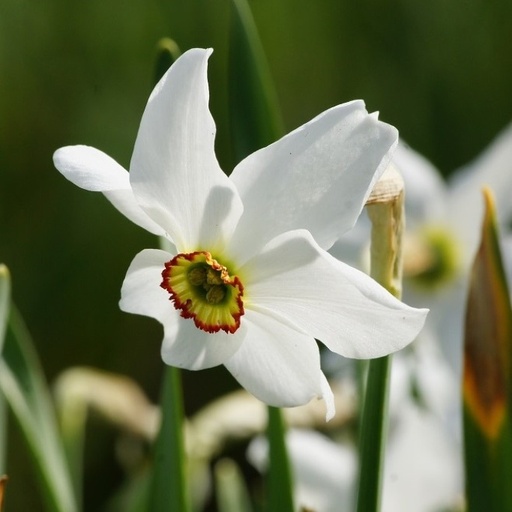 [A3017] Narcisse des Poètes - Narcisse Recurvus - BIO