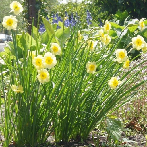 [A3011] Narcissus Sundisc - BIO