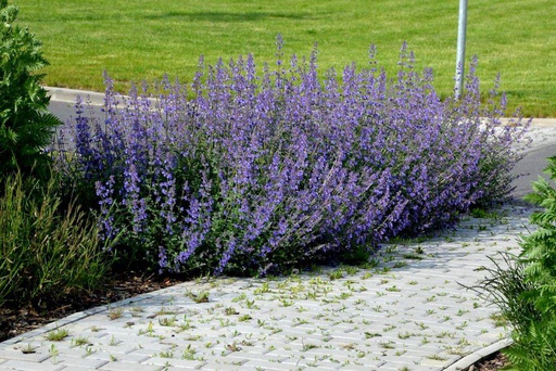 [X8025] Kattenkruid - Nepeta Walkers Low - BIO