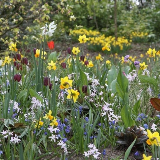 [AM99005] Pakket Bloemenpark Mix - BIO