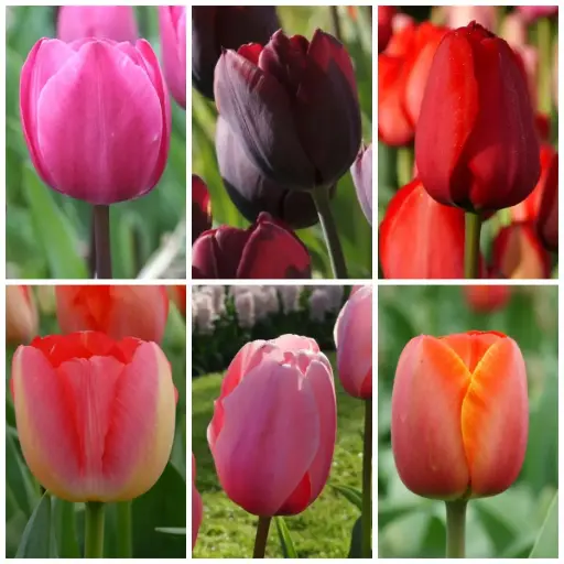[AC99004] LOT de Tulipes Hautes - BIO