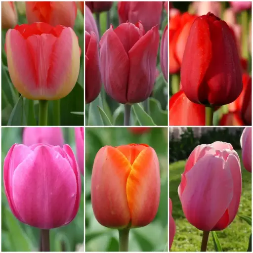 [AC99004] LOT de Tulipes Hautes - BIO