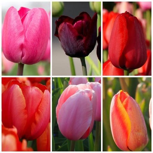 [AC99004] LOT de Tulipes Hautes - BIO