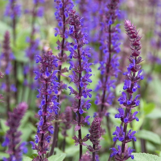 [X8061] Salvia Caradonna - Bossalie - BIO