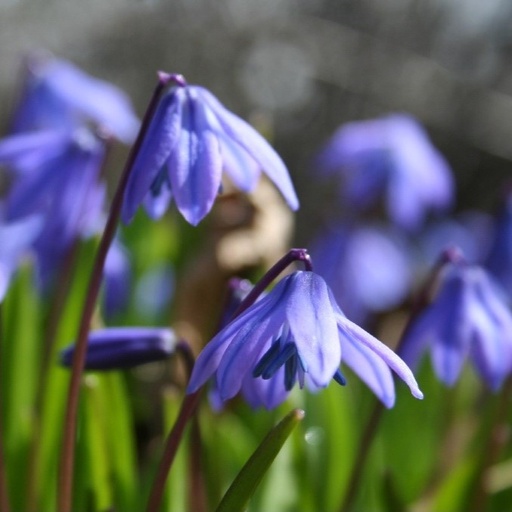 [A9012] Scilla Siberica - Sterhyacint - BIO