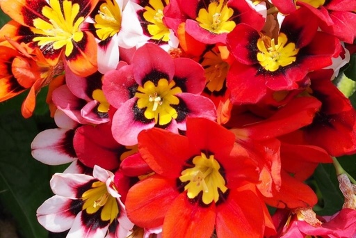 [B9002] Sparaxis Tricolor - BIO