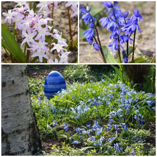 [AM99038] Sterrenhemel Bijenbanket - BIO