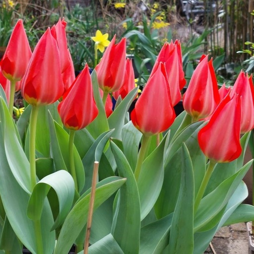 [A1106] Tulipa Ingens - BIO