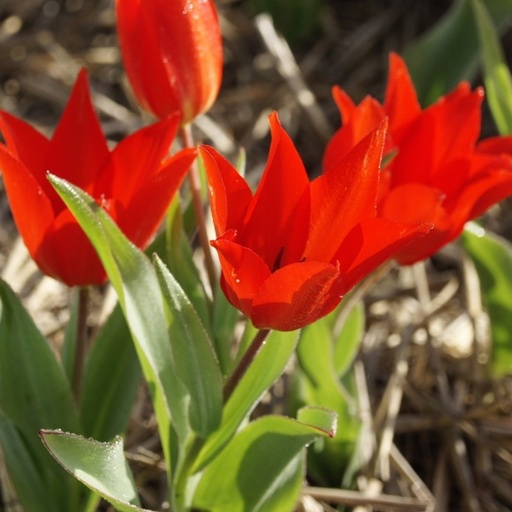 [A1018] Tulipa Praestans Zwanenburg - BIO