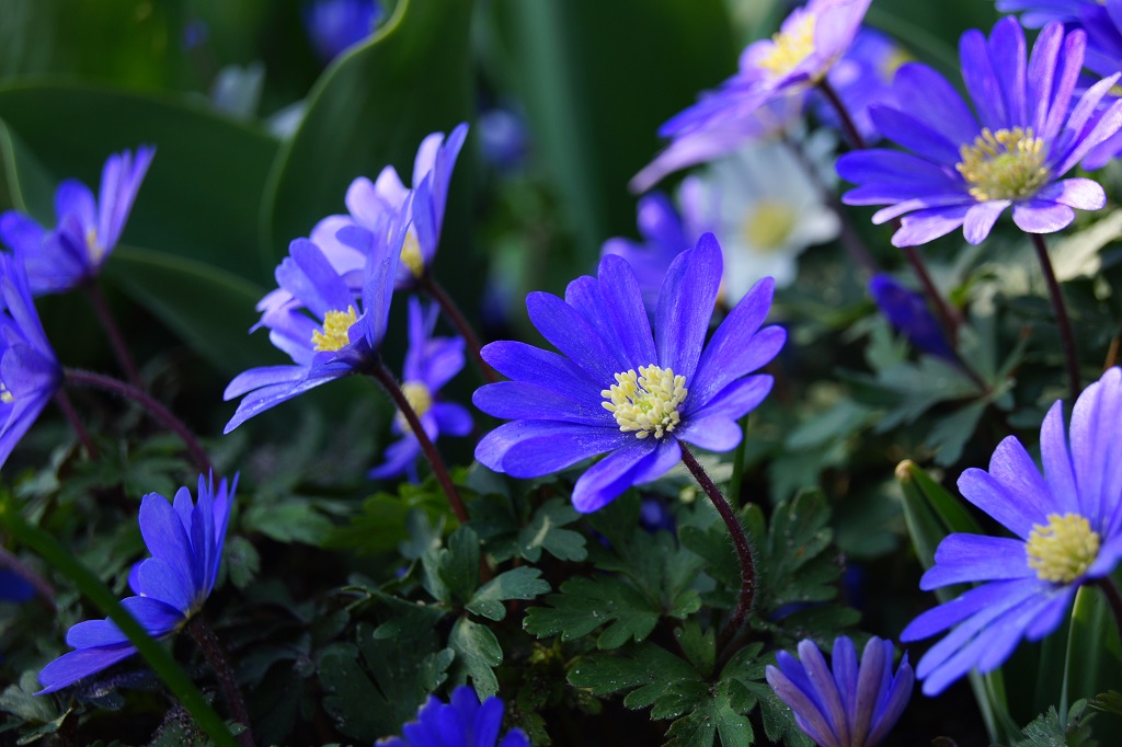 [A9045] Anemone Blanda - Oosterse Anemoon - BIO