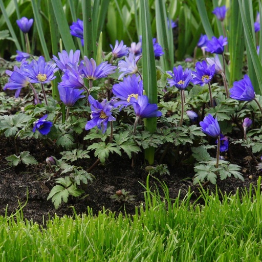 [A9045] Anemone Blanda - Oosterse Anemoon - BIO