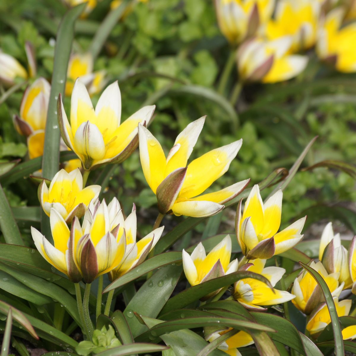 [A1012] Tulipa Tarda - BIO