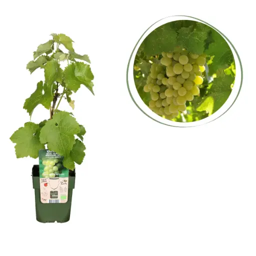 [F1012] Raisin Blanc (Vitis Vinifera) - BIO
