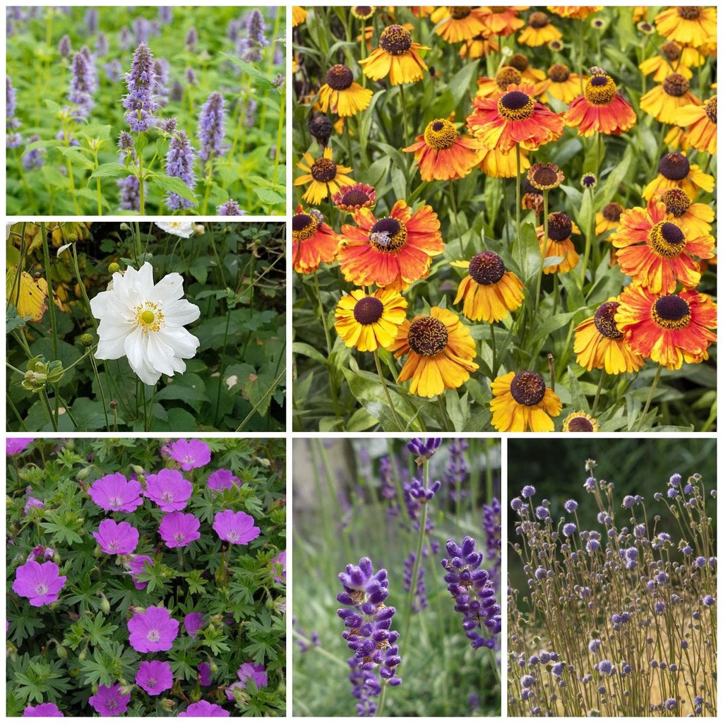 Zonneparadijsje Planten - BIO | Natural Bulbs BE